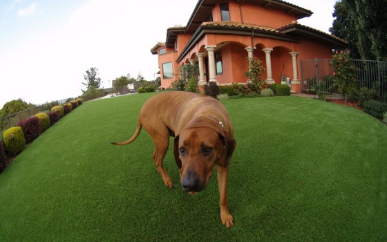 Artificial grass for a dog running area installed in a large backyard