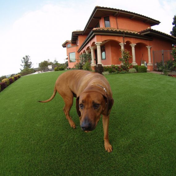Artificial grass for a dog running area installed in a large backyard