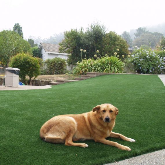 Artificial grass for a dog running area