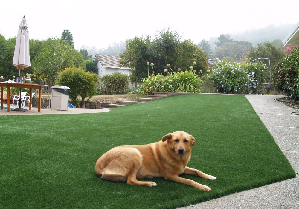 A Comfortable Synthetic Grass Playground For Your Beloved Dog