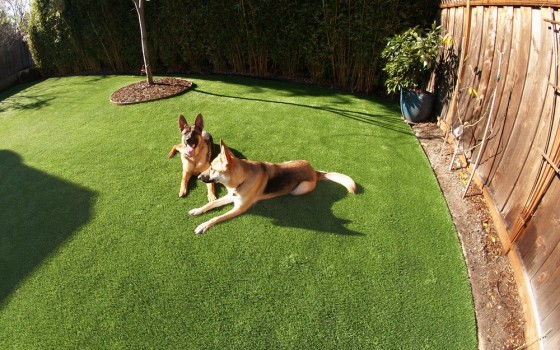 Artificial grass installed for a dog run area in a backyard