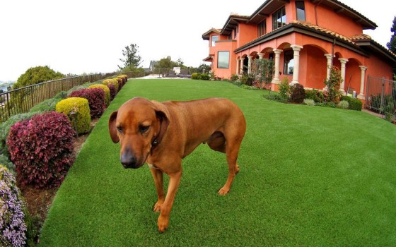Artificial turf installed for a large dog run area