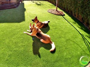 Artificial synthetic dog running area installed in a backyard
