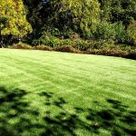 Artificial Grass Is Gaining Popularity