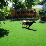 How to keep clean dog run areas?