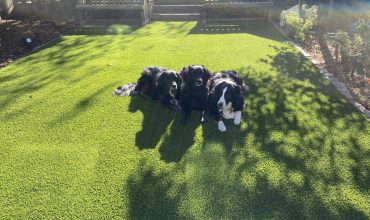 Artificial Grass for pets at home: backyard, garden, and open spaces