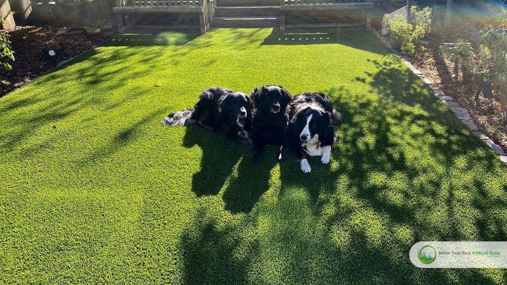 Artificial Grass for Pets: Your FAQs Answered