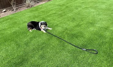 Child and Pet-Friendly Backyards: Why Artificial Grass is the Perfect Choice?