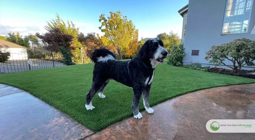 How artificial grass can create safe and clean spaces for your dogs